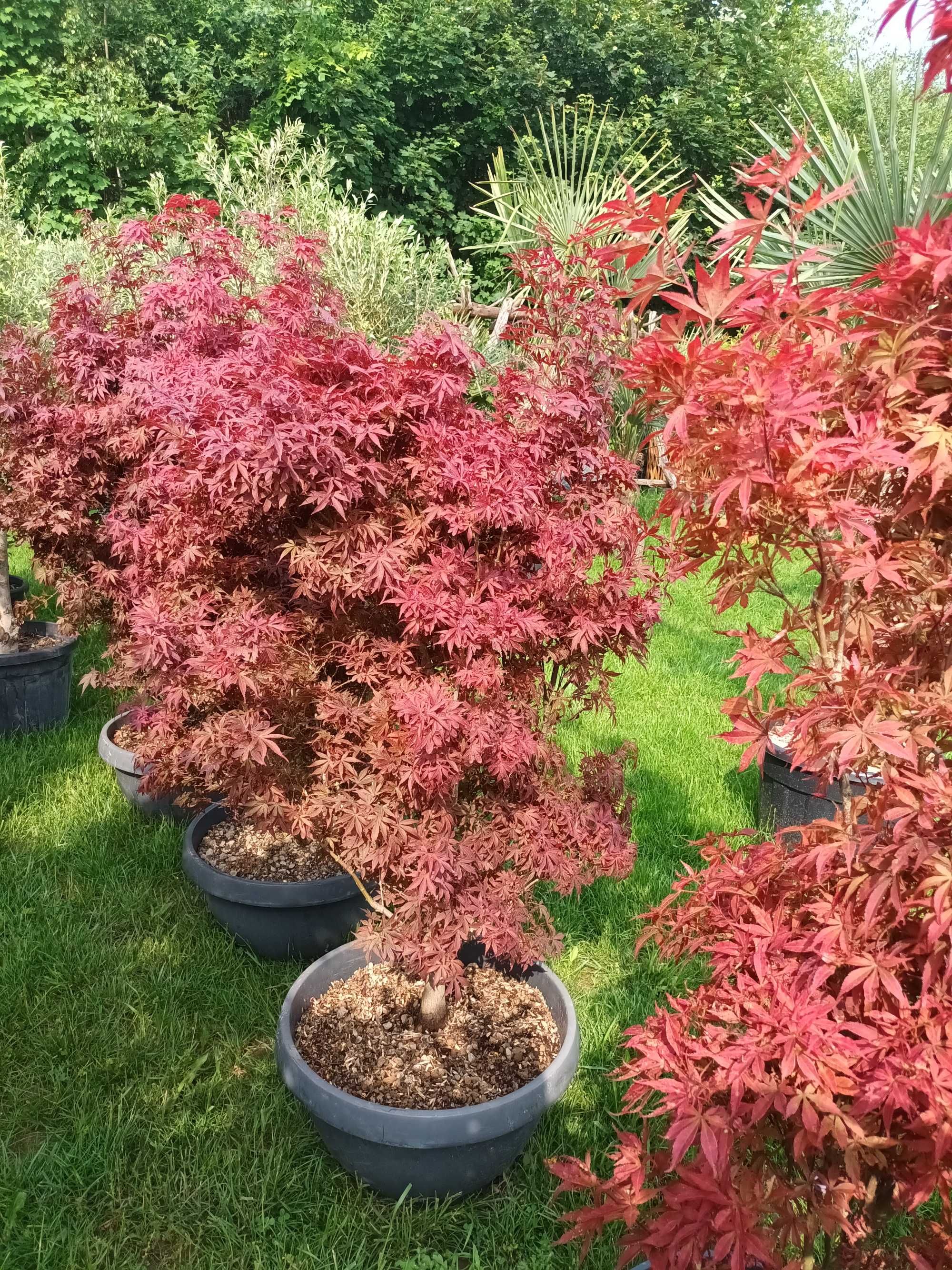 Klon Acer Palmatum Skeeters Broom wys150-190cm GĘSTE DUŻE OKAZY
