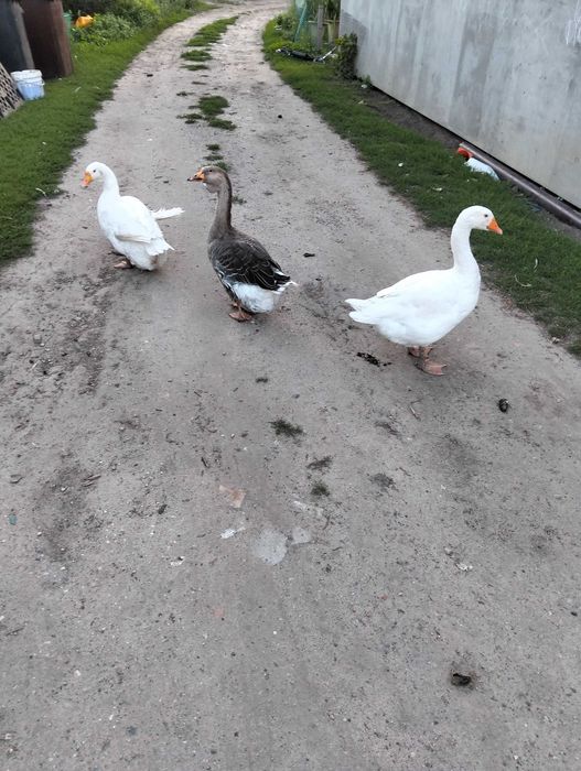 Gęsior i dwie gąski - sprzedam