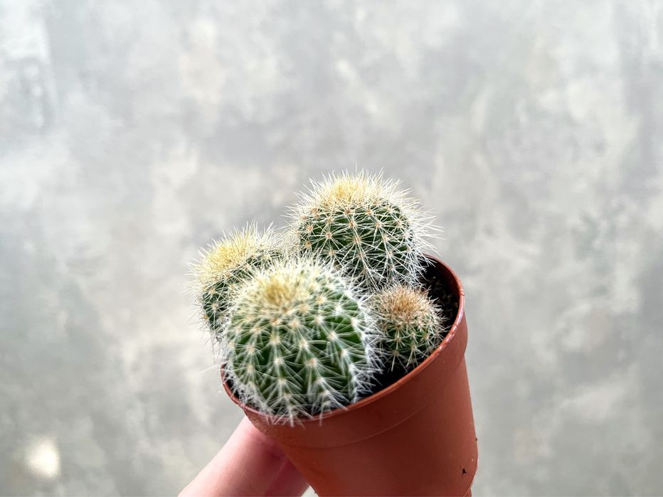 Суккуленты (Адромискус, Пахифитум, Эуфорбия, Кактусы)