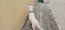 Cão muito meigo para adoção
