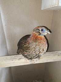 Tragopan temminckii , modrolicy samiec 2023