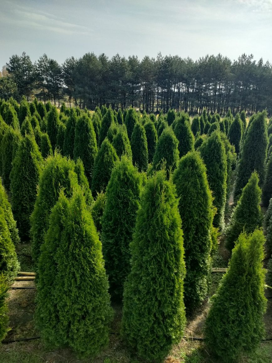 PROMOCJA TUJE z gruntu SZMARAGD 200 - 240 cm - TUJA stożkowa - 60 zł.