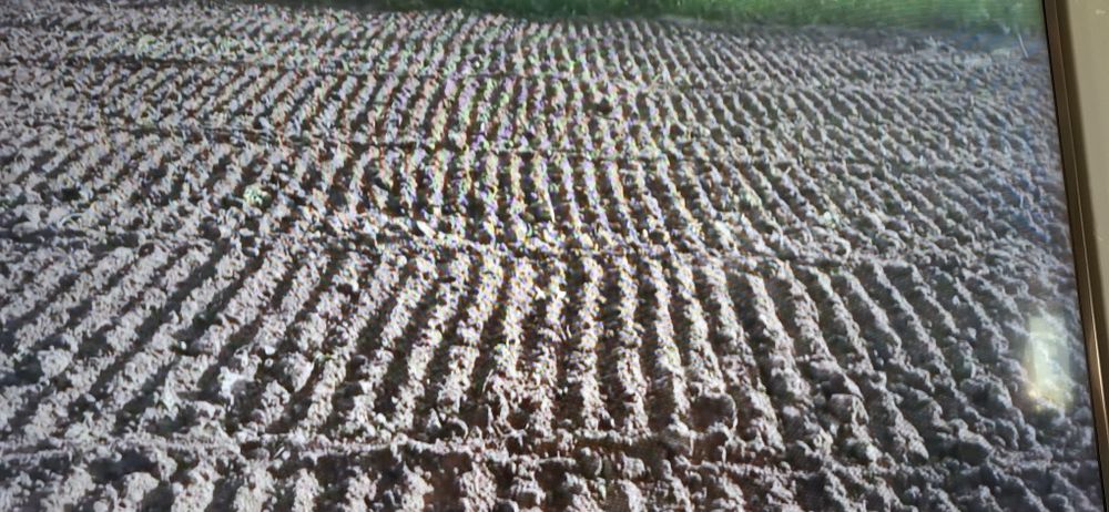 В Умані Культивація горанка. землі вспашка фрезерування  важким мотобл