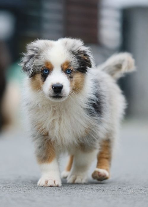 Piesek blue merle długi ogon miniaturowy owczarek amerykański ZKwP/FCI