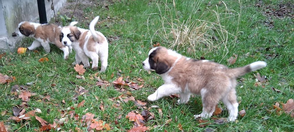 Szczenięta w typie Bernardyna