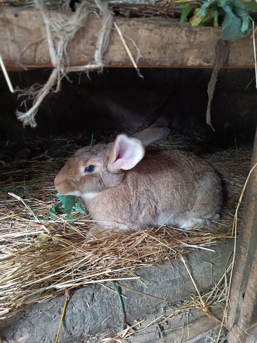 Coelhos Machos Jovens