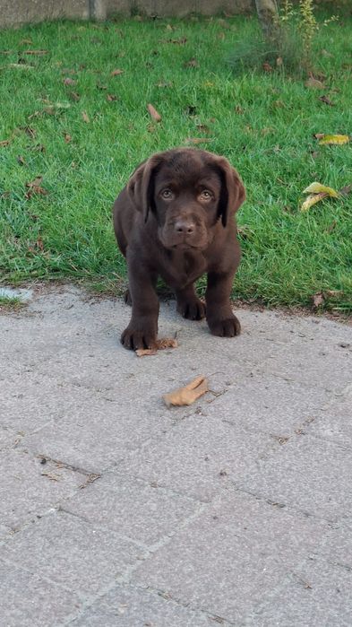 Lablador retriever