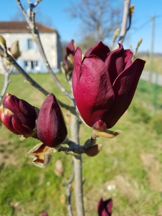 Магнолія Сакура Рододендрон Азалія Гібіскус Гортензія Піони