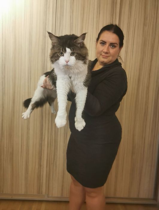 В'язка Мейн кун Львів