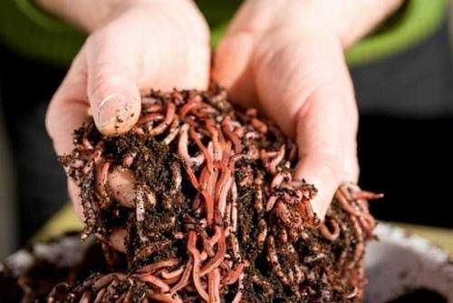 dzdzownice kalifornijskie bursztynowe 400 szt