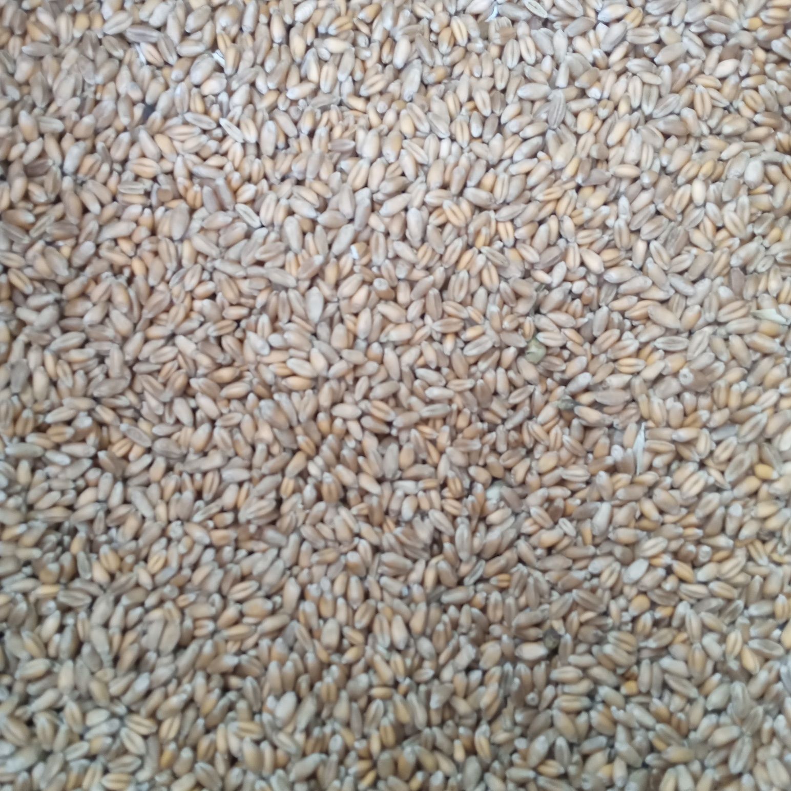 Продам пшеницю урожай 2023.
