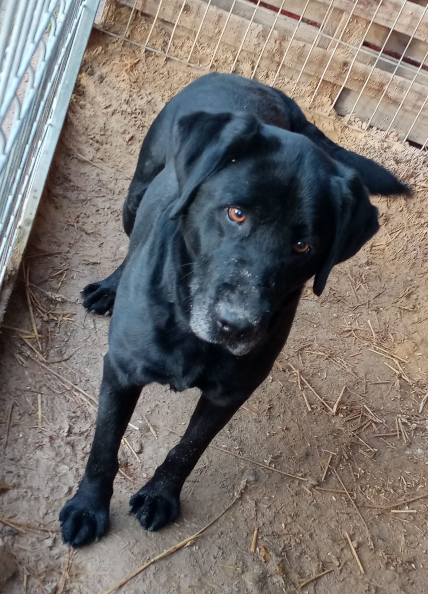 Barry labrador domu potrzebuje! Sandomierz