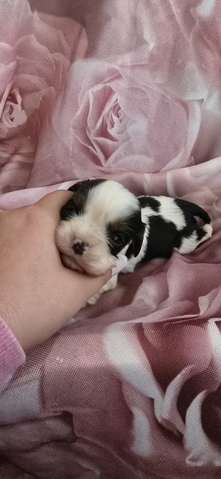 Cavalier king charles spaniel badania genetyczne