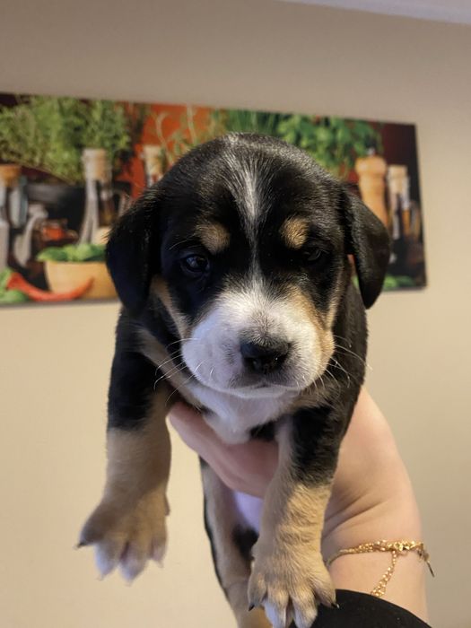 Oddam w bardzo dobre ręce