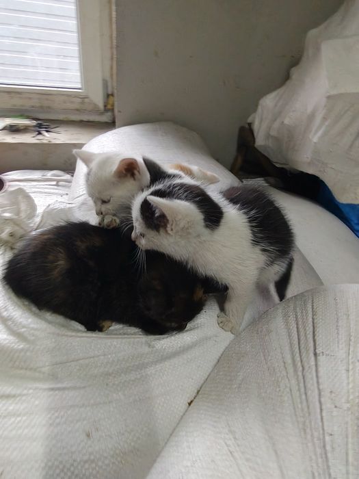 Oddam małe kotki za darmo