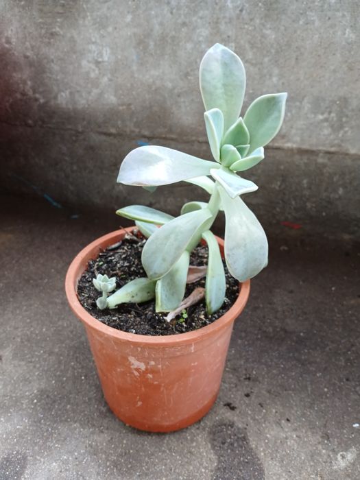 Suculenta verde com rebentinho