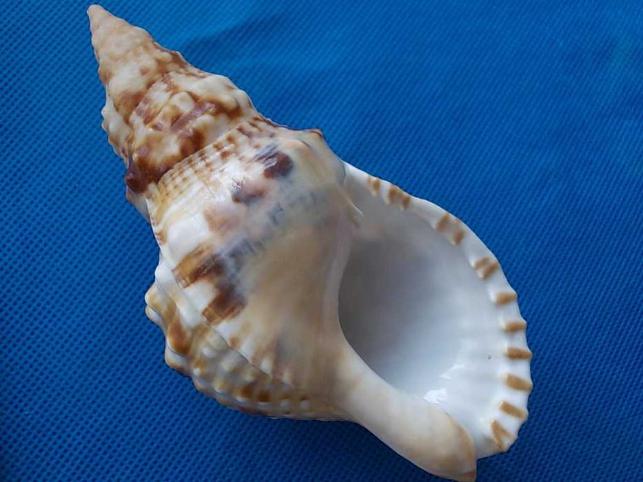 Muszle morskie- Charonia lampas rubicunda powelli