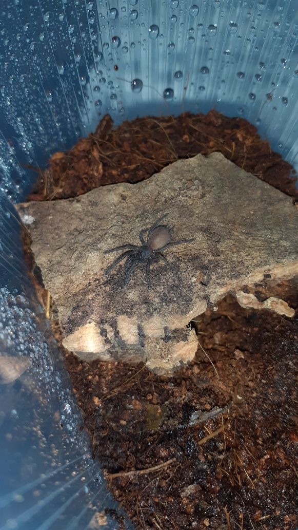 Chilobrachys natanicharum electric blue l1