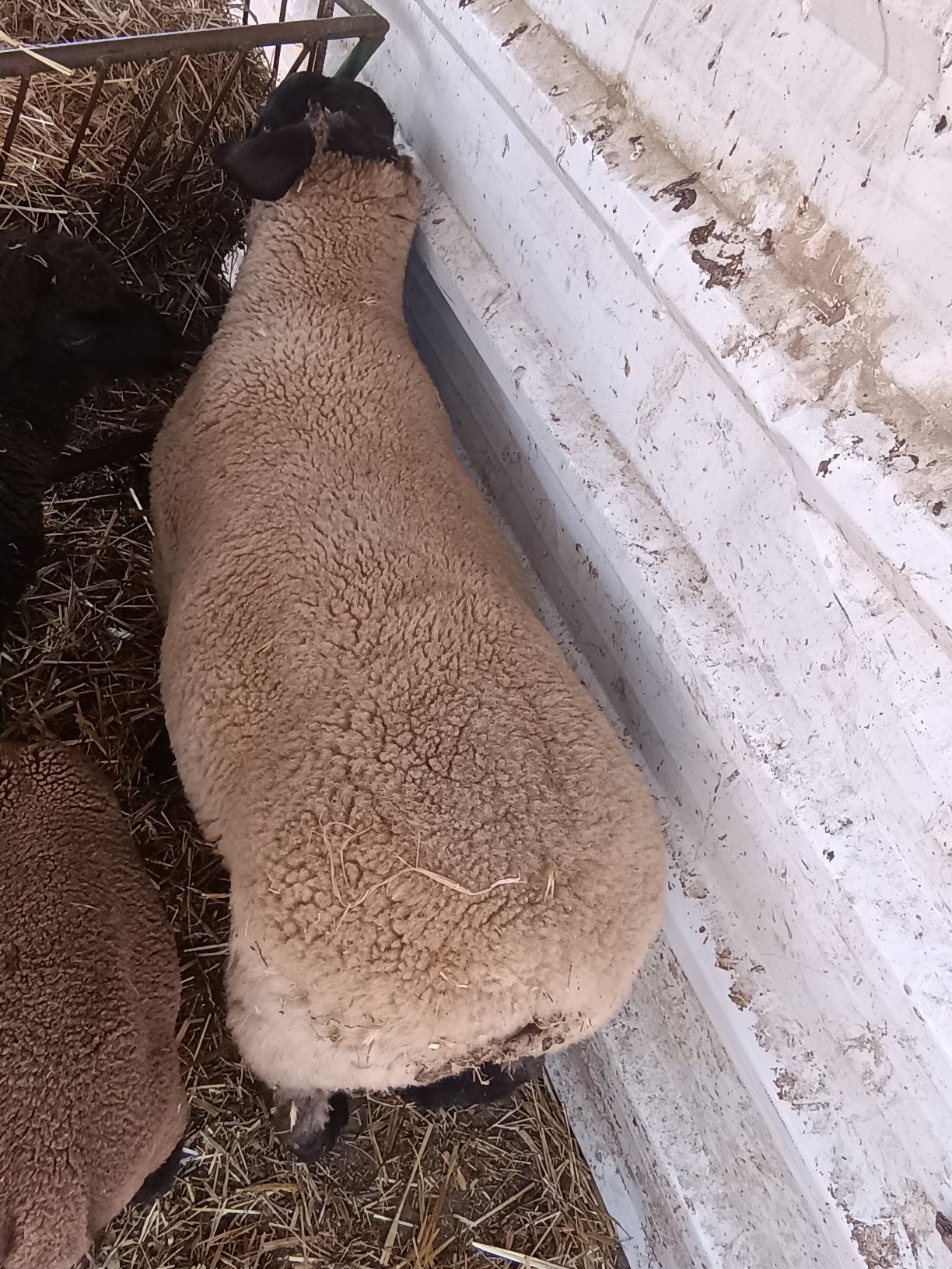 Macho Suffolk disponivel