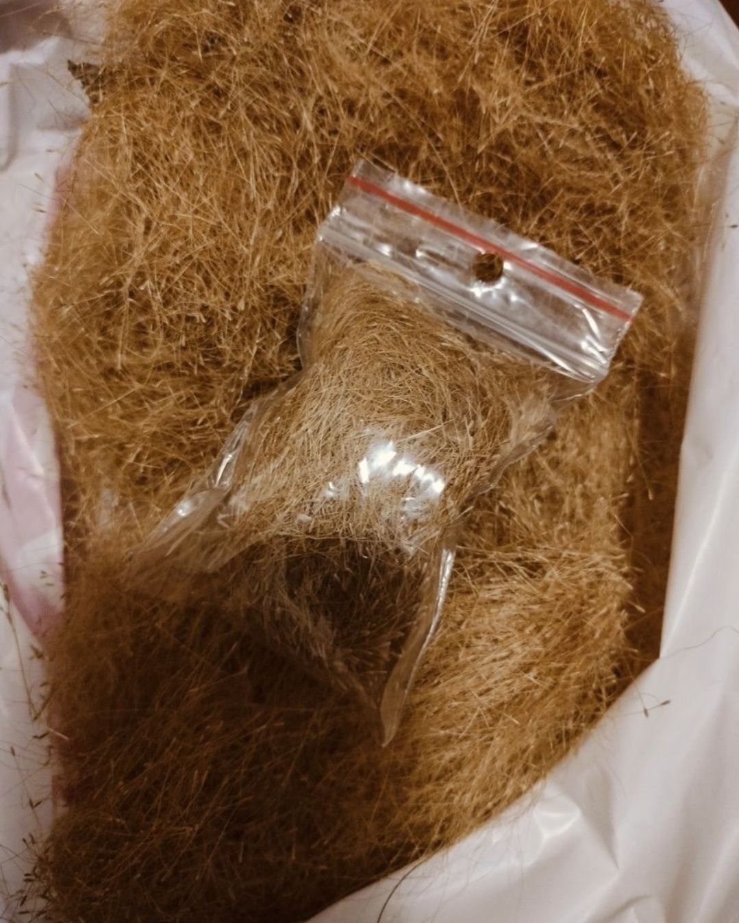 Nasiona trawy stipa pony tails