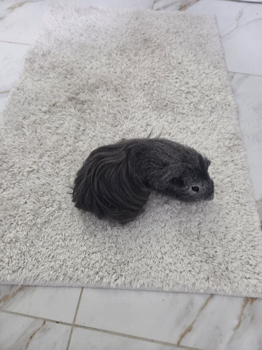 Swinka morska silver agouti samiec