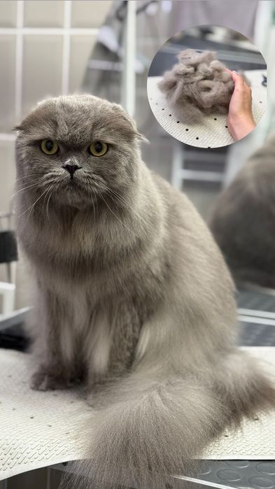 Грумінг, стрижка собак та котів грумер Ірина Київ Троєщина Троещина