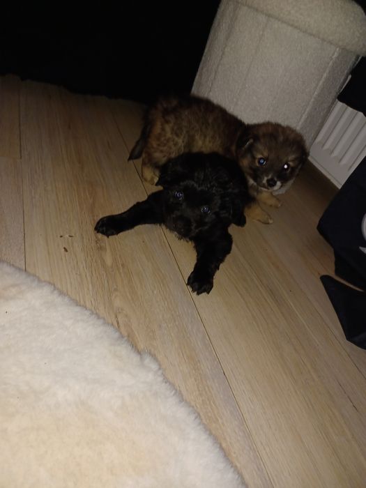Chihuahua mix szpic szczeniaczki
