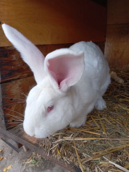 Na sprzedarz króliki