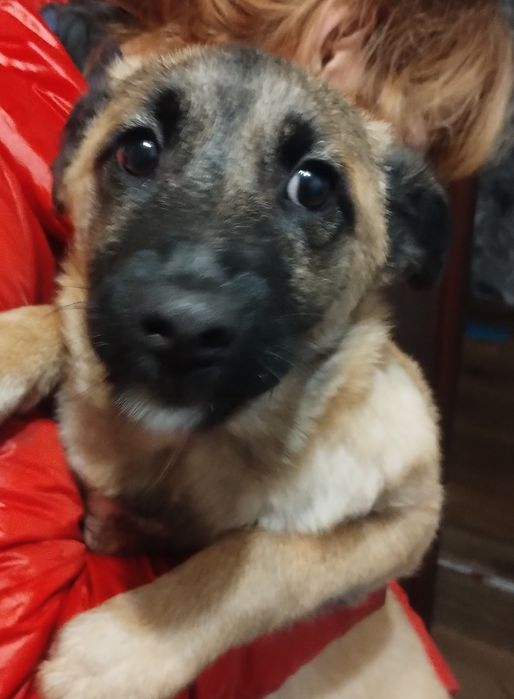 Цуценя, дівчинка шукає люблячу родину