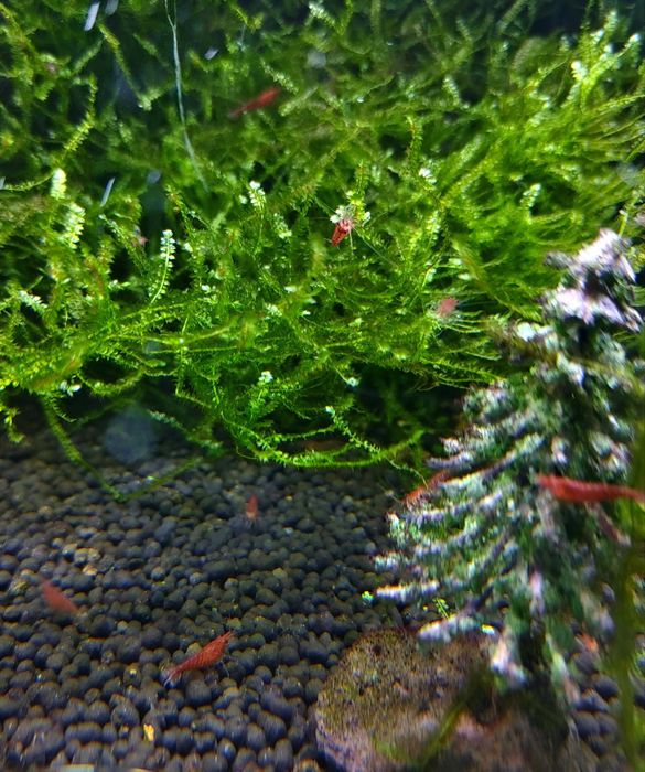 CAMARÃO NEOCARIDINA RED CHERRY