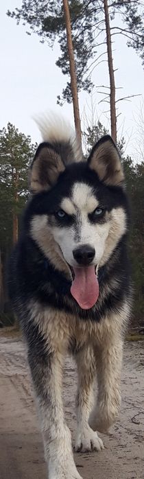 !!!ZAGINĄŁ PIES - nagroda