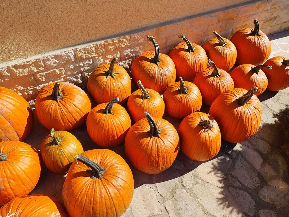 Ładnie wybarwione dynie w typie halloween