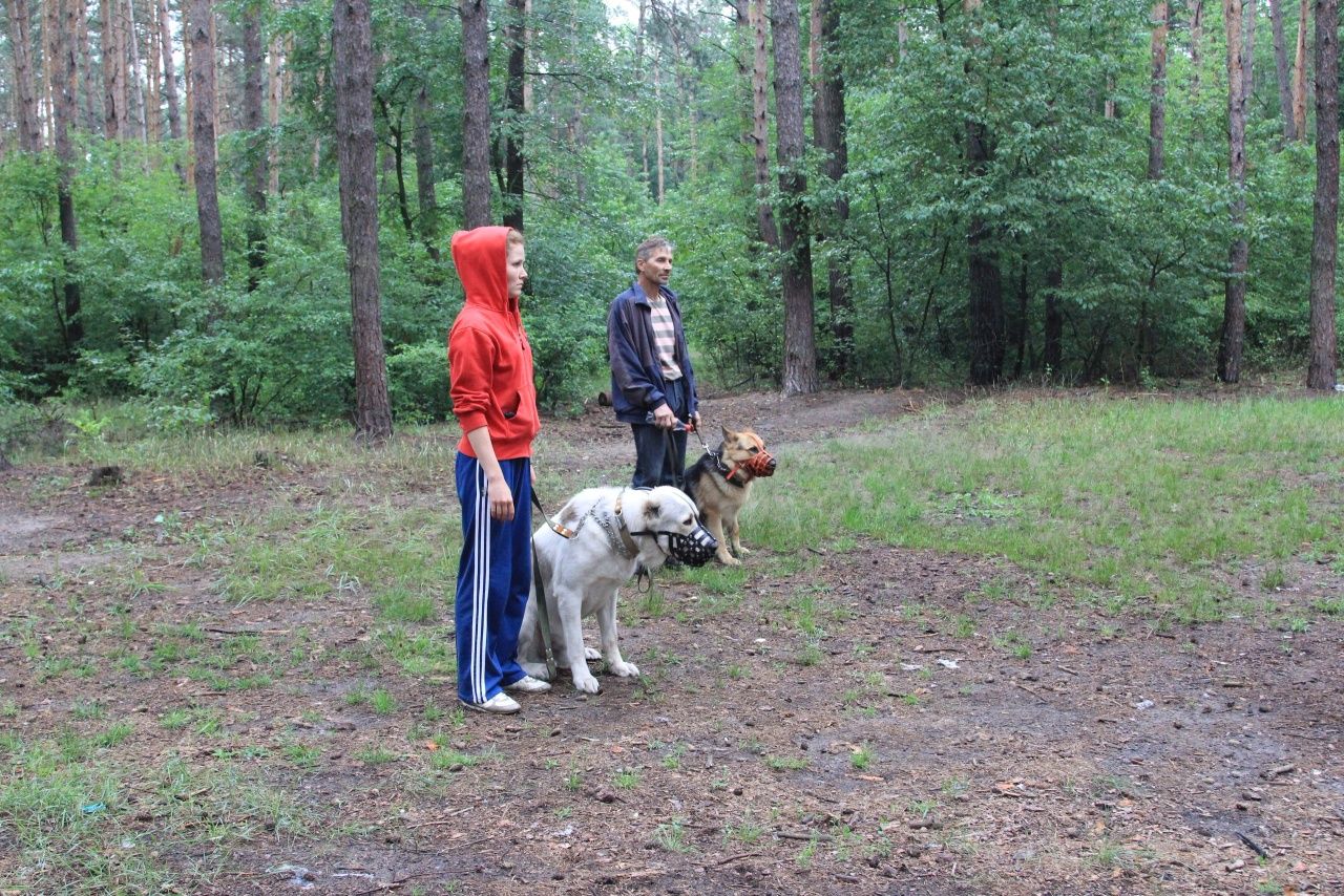Дрессировка собак в Броварах и Броварском р-не. Гостиница.