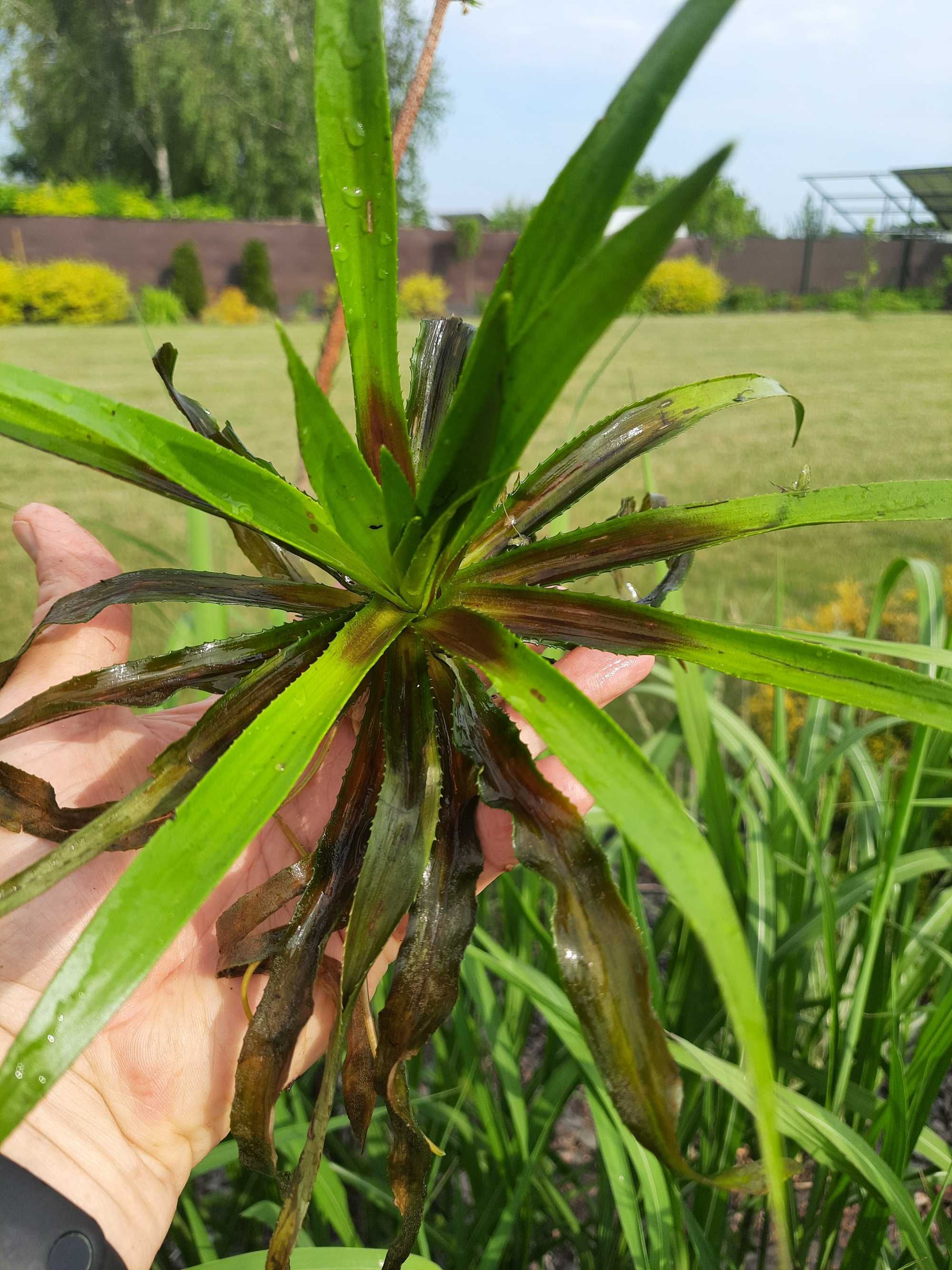 Rośliny do oczka-pływające i inne-pistia,kotewka,osoka