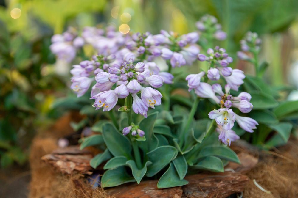 Funkia Hosta 'Blue Mouse Ears' W DONICZCE 2L, NIEBIESKA, Miniaturka