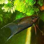 Macropodus spechti paraíso negro