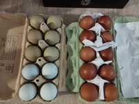 Jaja lęgowe   dostępne Marans,green shell,legbar, australorp, sebrytka