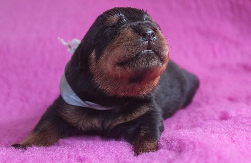 Szczenię Rottweiler, 100% Import Rodowód, Ojciec ADRK - Samiec