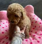 Cavapoo pudel cavalier