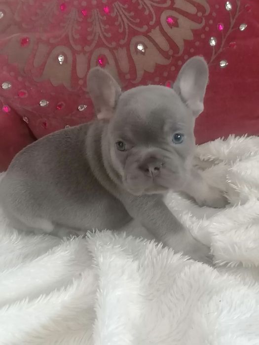 Bulldog lilac menino