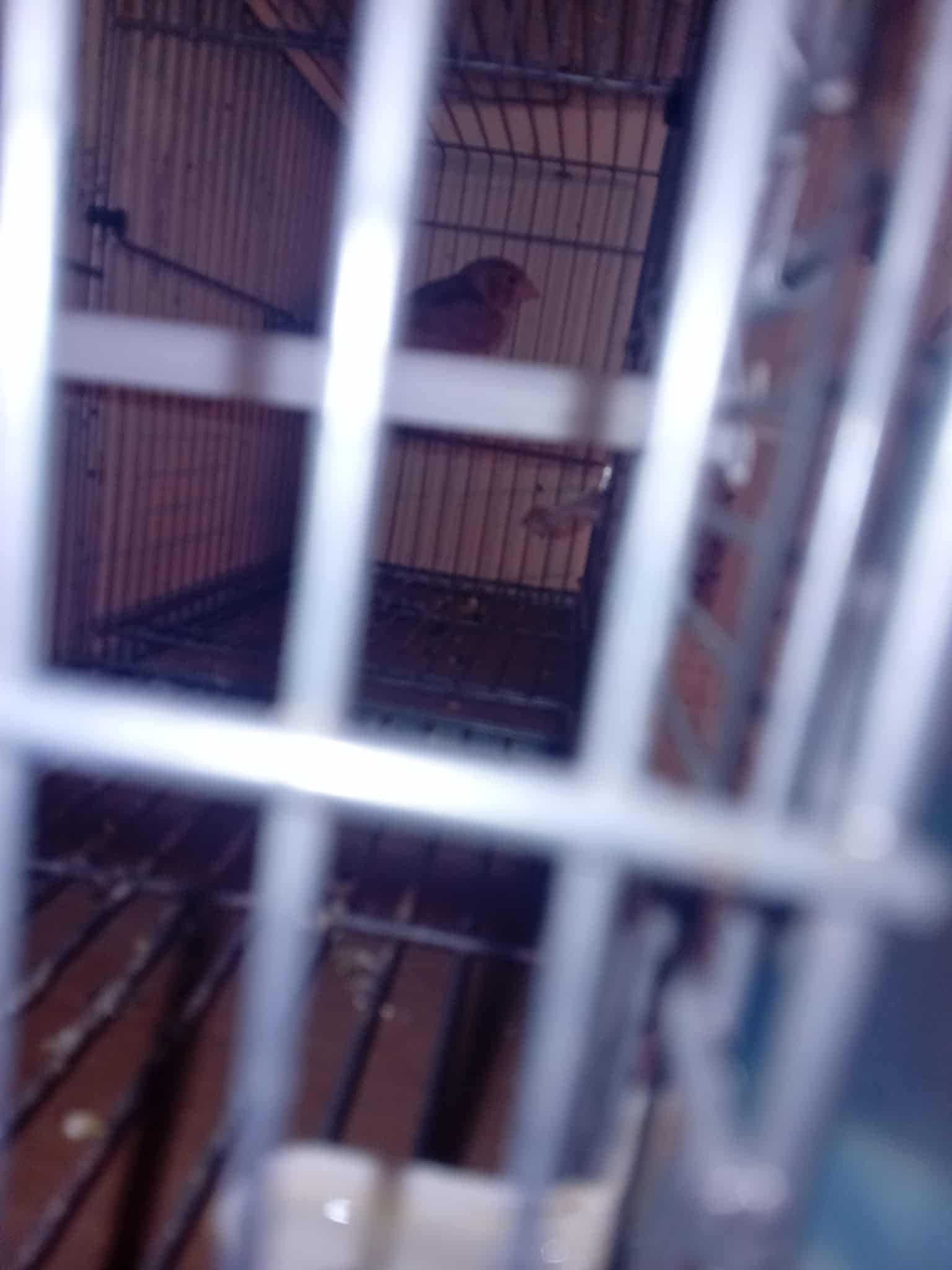 varios canarios ,alguns ja a criarem..