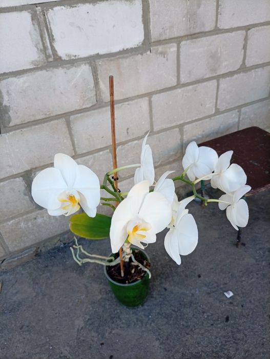 Продам орхідеї срочно