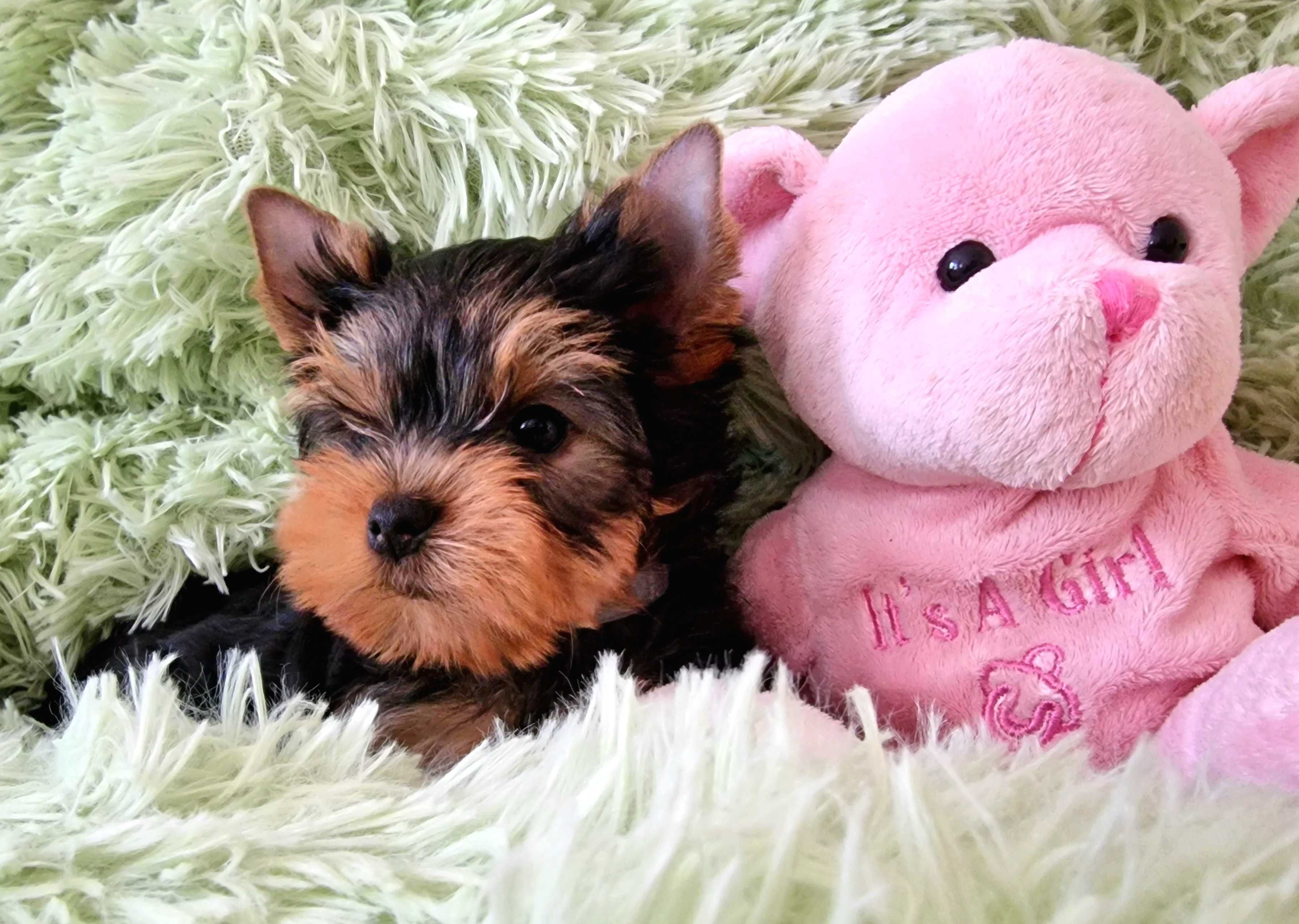 Yorkshire terrier York piękne szczeniaki z rodowodem FCI ZKwP