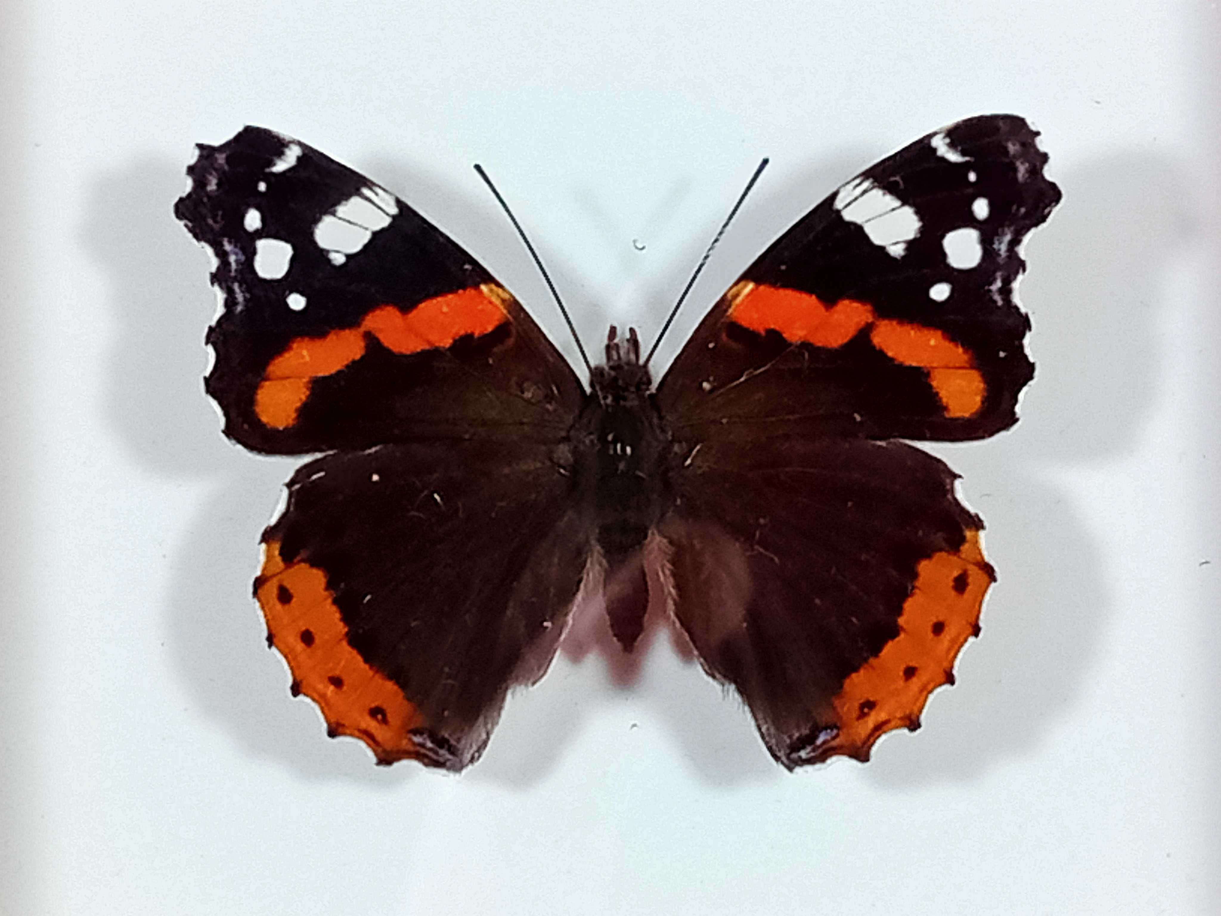 Motyl w ramce 12x10 cm . Vanessa atalanta - Rusałka admirał .