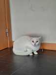 Gata Para Adoção (White)