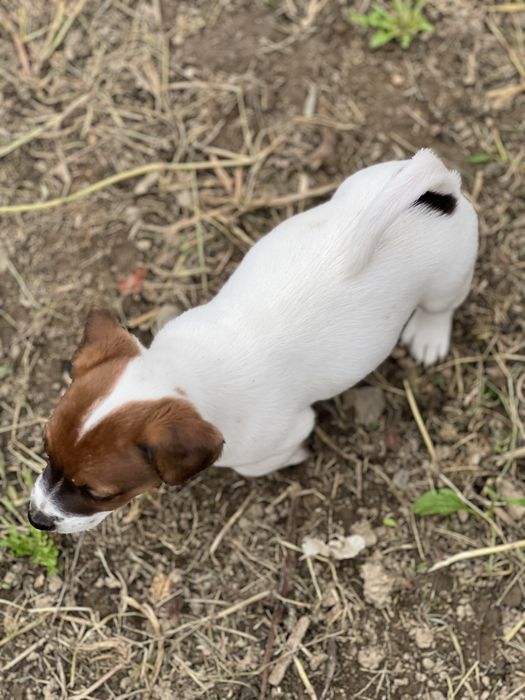Дівчатка та хлопчики джеки . Біколор. Триколор.