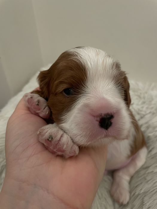 Cavalier king charles spaniel chlopak