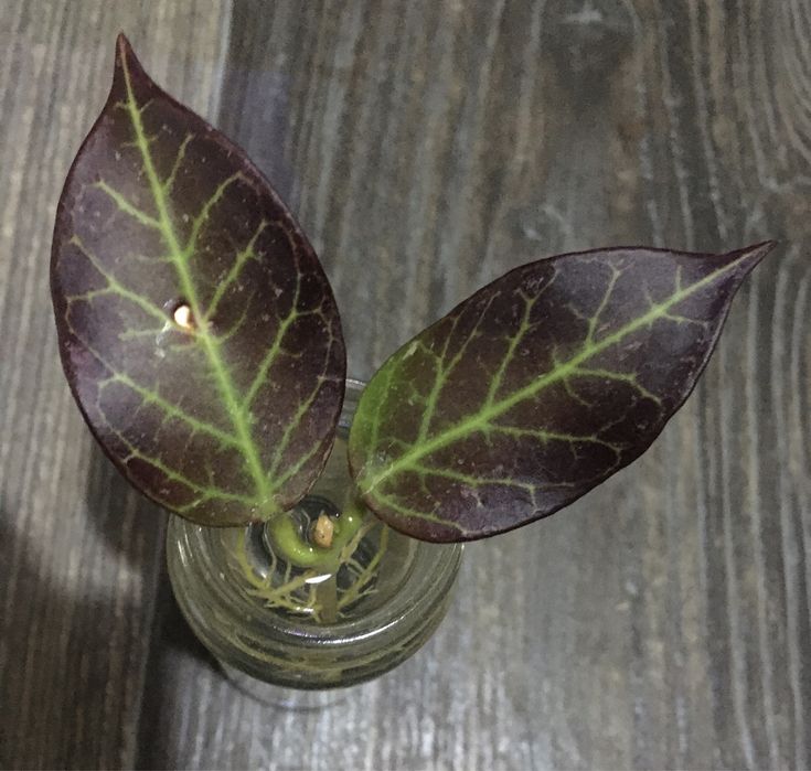 Hoya hoja sunrise ukorzeniona