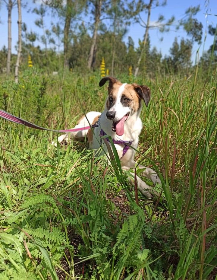 Flecha- cachorra de porte médio para adoção