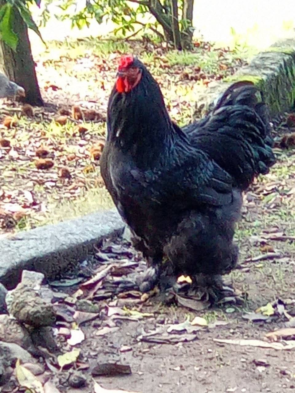 Galo Brahma black